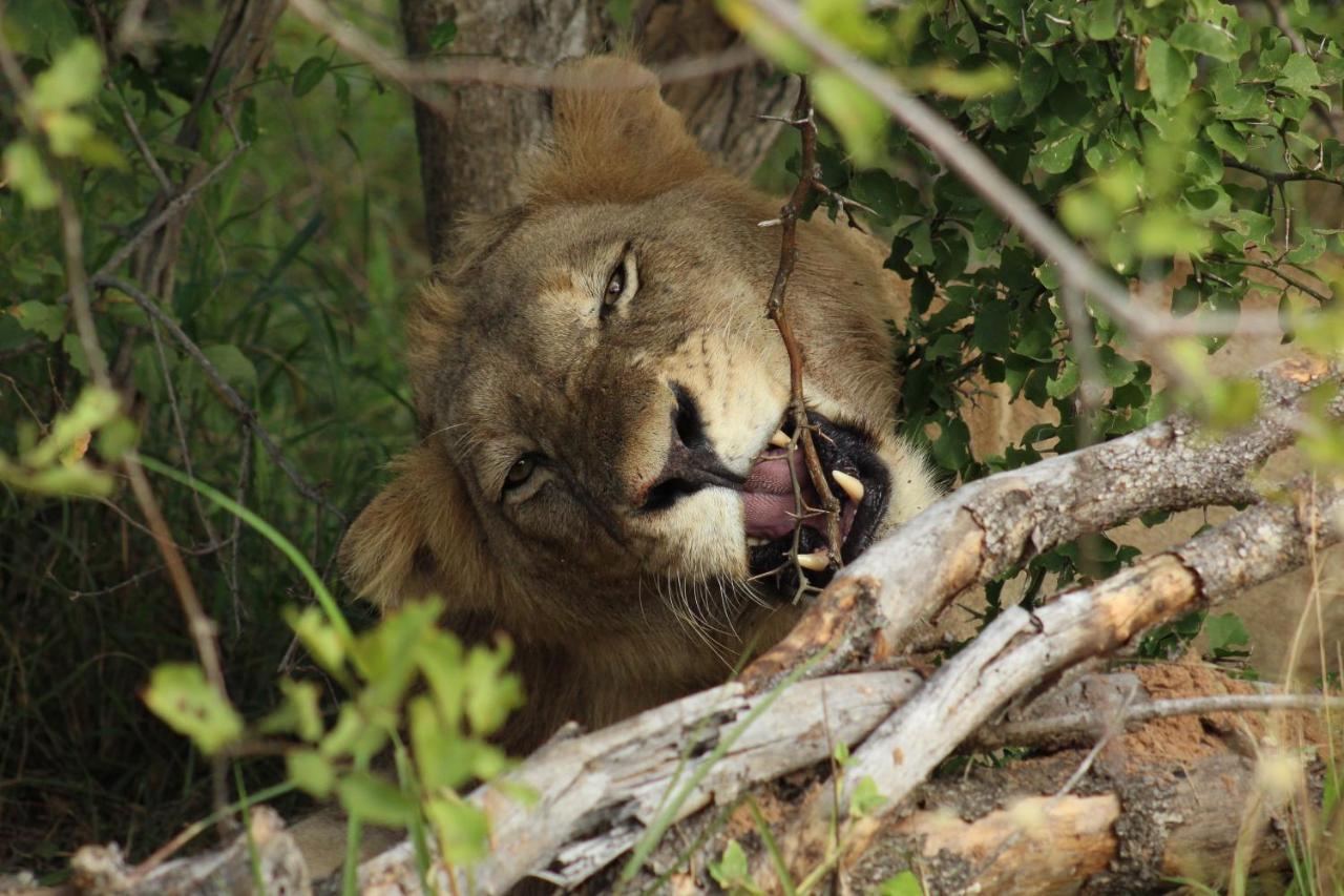 Shumbalala Game Lodge Thornybush Doğa Koruma Alanı Dış mekan fotoğraf