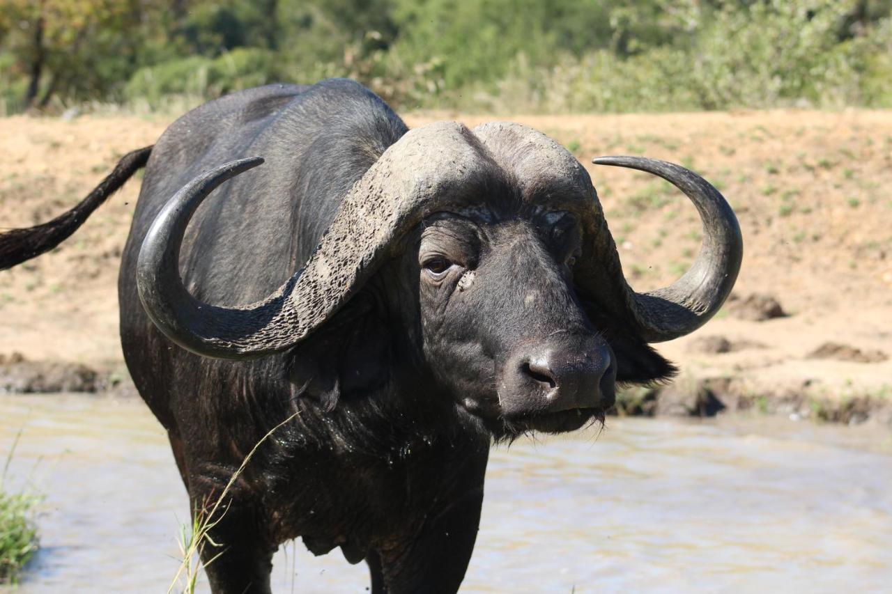 Shumbalala Game Lodge Thornybush Doğa Koruma Alanı Dış mekan fotoğraf